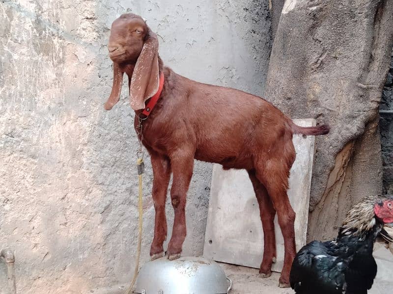 Goats / Bakri / Beetal goats / sahiwal nasal goats / بکری / 12