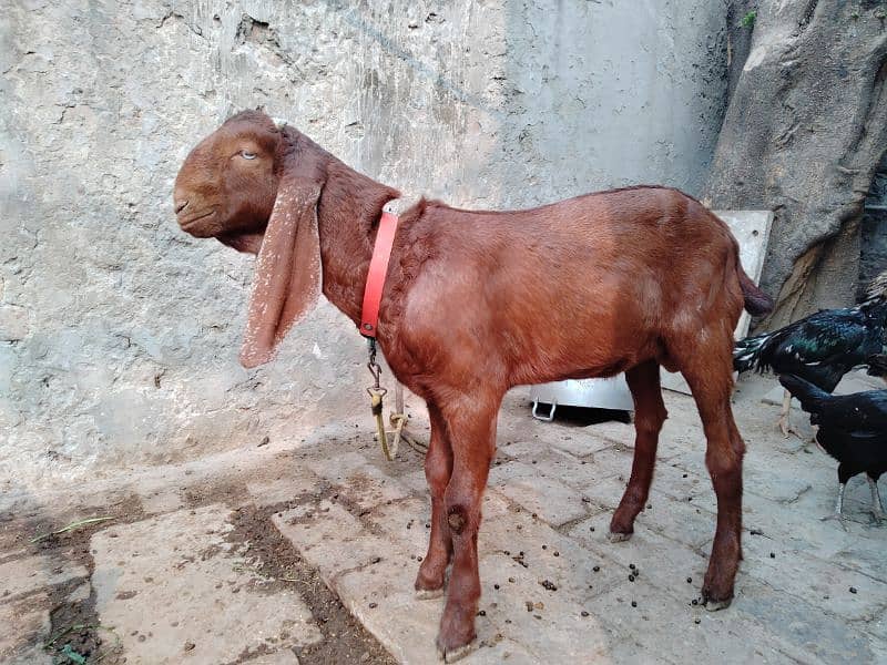 Goats / Bakri / Beetal goats / sahiwal nasal goats / بکری / 13