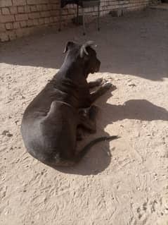 bully dog for sale