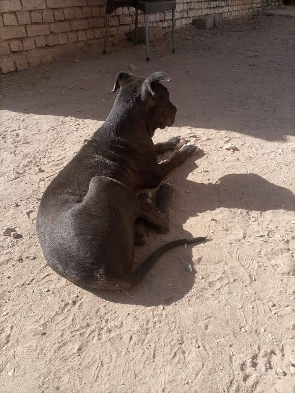 bully dog for sale 0