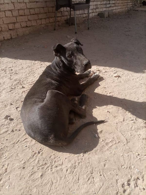 bully dog for sale 1