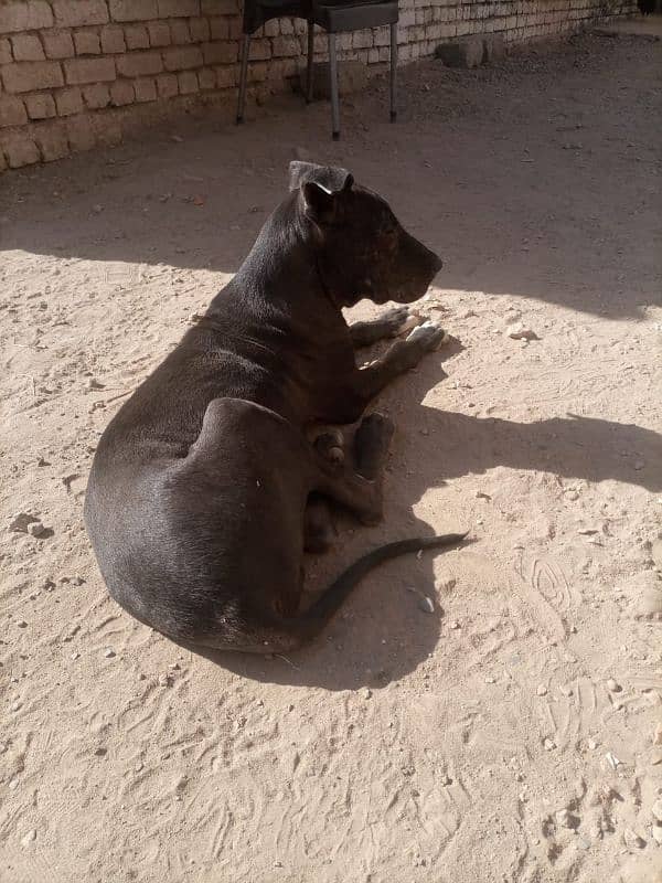 bully dog for sale 3