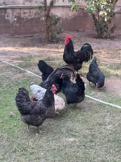 Australorp