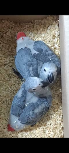 Congo African Grey Parrot Chicks