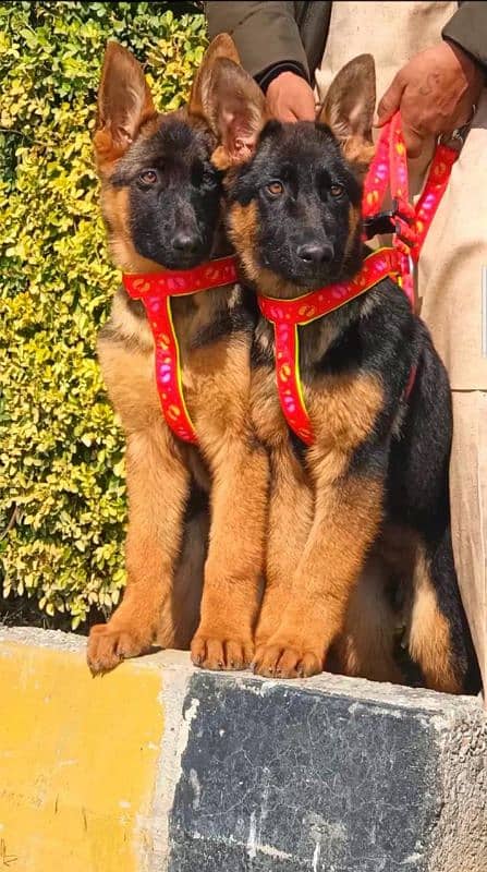 German shepherd pair available for sale 1