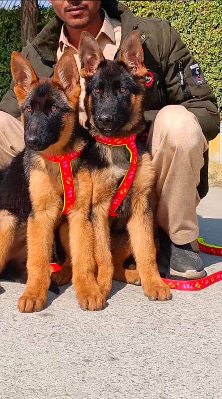 German shepherd pair available for sale 2