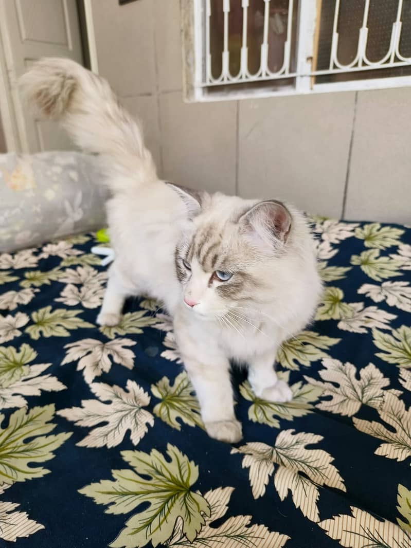 Ragdoll male nkitten age 6 months 1