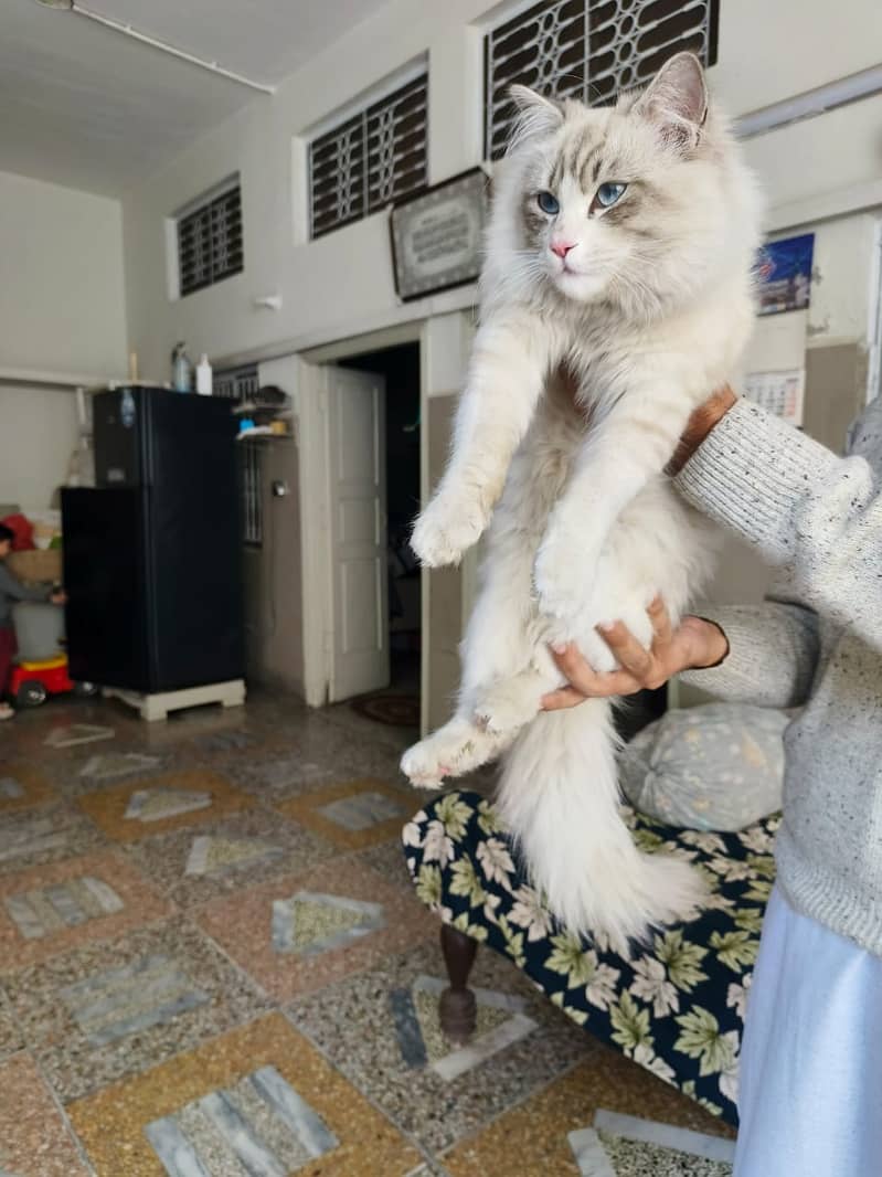 Ragdoll male nkitten age 6 months 3