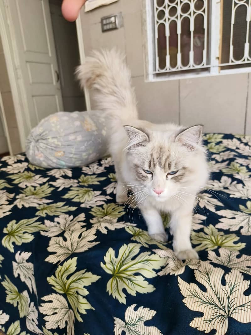 Ragdoll male nkitten age 6 months 4