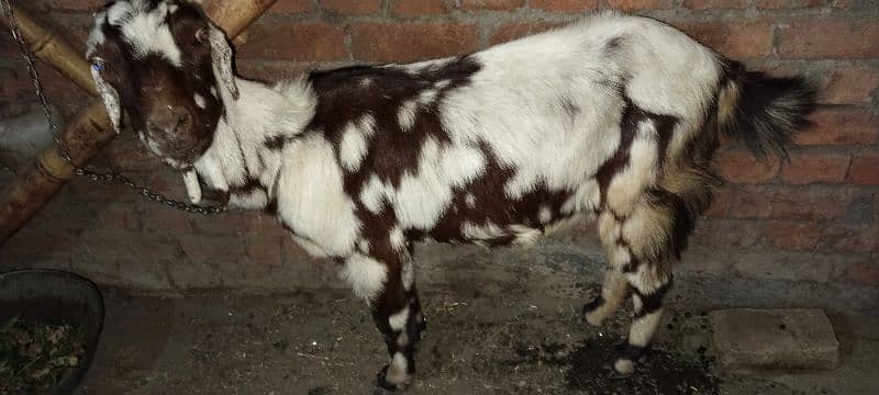 goat for sale 1