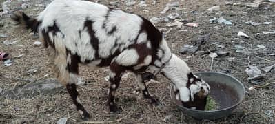 goat for sale