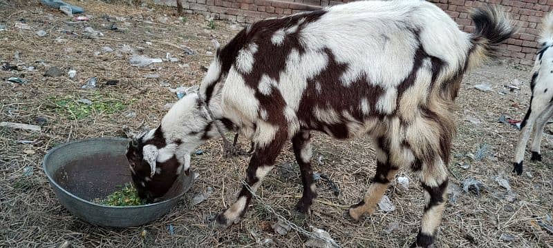 goat for sale 3