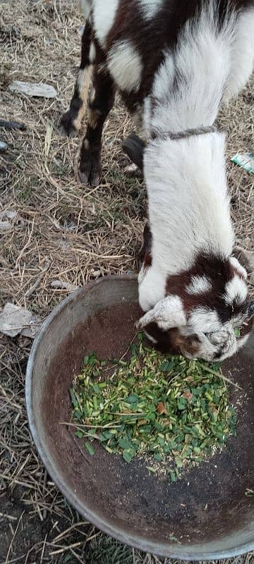 goat for sale 4