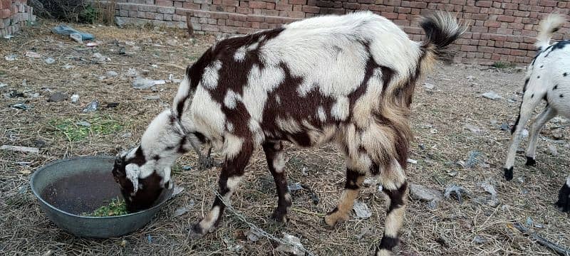 goat for sale 5