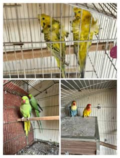 love birds,hogoromo , Ring nack, pairs