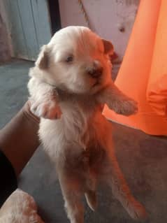 poodle baby dog 03287929585