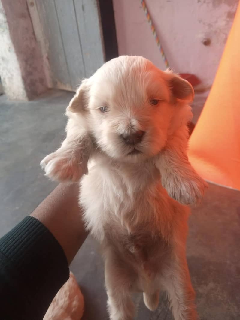 poodle baby dog 03287929585 4