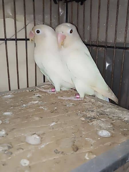 Albino Black eyes Breeder Pair With Box 1