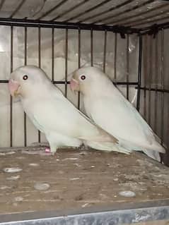 Breeder Pair Albino Black eyes