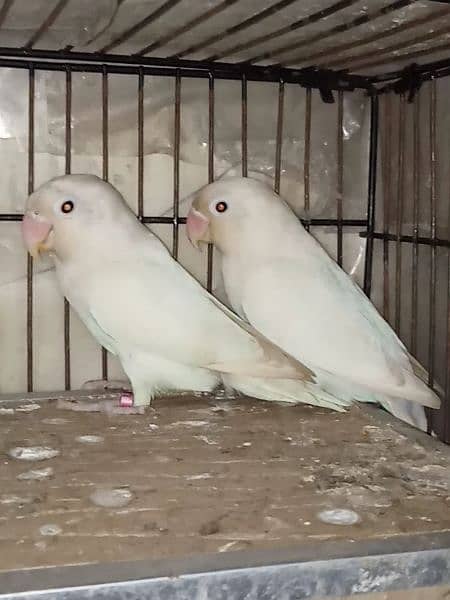 Albino Black eyes Breeder Pair With Box 0