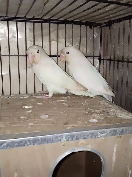 Albino Black eyes Breeder Pair With Box 3