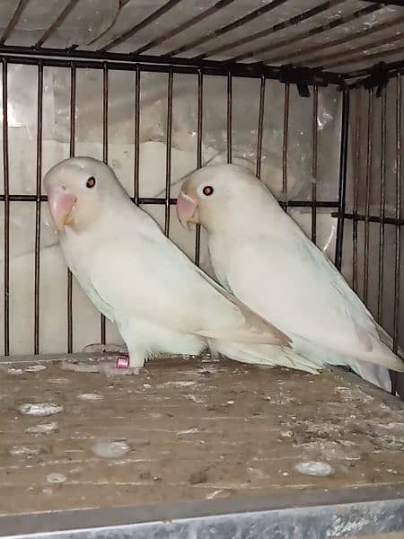 Albino Black eyes Breeder Pair With Box 4