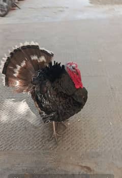 Turkey hen 02 x Male age 9 month for sale