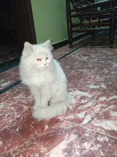 15 months female treepl coat persoin cat