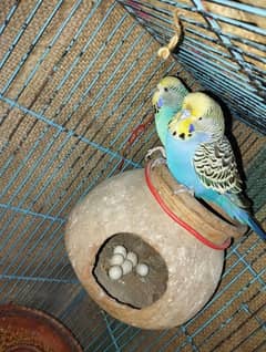 1 breeder pair King budgies and 6 pairs white khumray with 4 phatahy