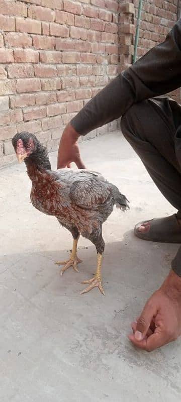 amroha cross male blue female 0