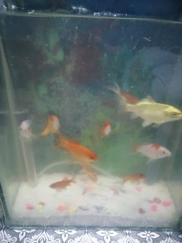 Aquarium | Fishes Aquarium | Aqua Fish / Fish aquarium for sale 2