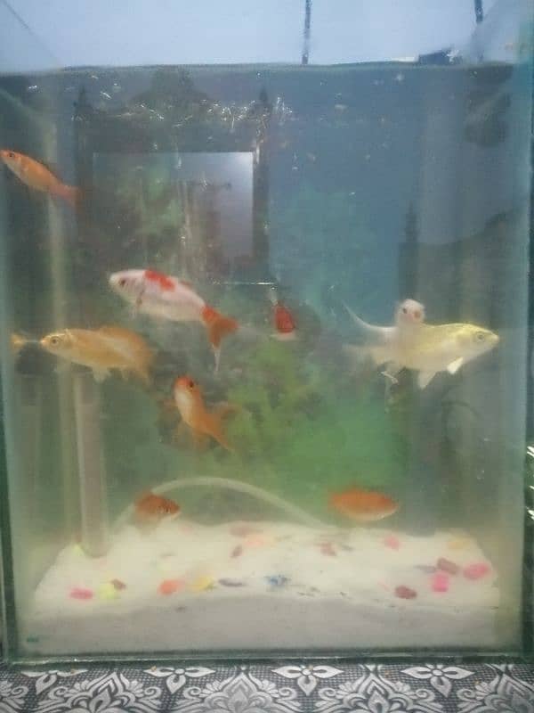 Aquarium | Fishes Aquarium | Aqua Fish / Fish aquarium for sale 3