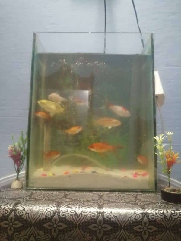 Aquarium | Fishes Aquarium | Aqua Fish / Fish aquarium for sale 4