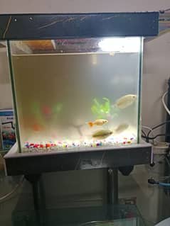 fish Aquarium for sell