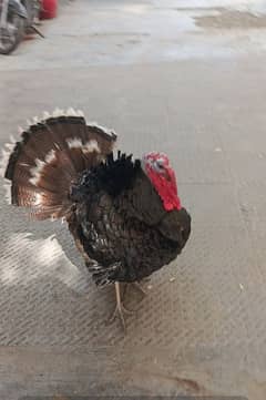 Turkey 2 pairs and 1  male age 1 yers healthy and active 03456005015