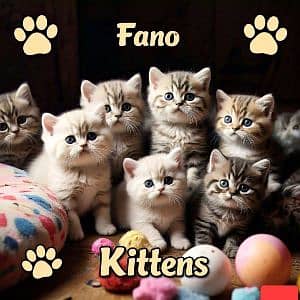 Fano kittens