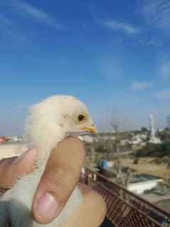 Heera Chicks For sale. Chicks In good blood line. . Three Chicks availabl