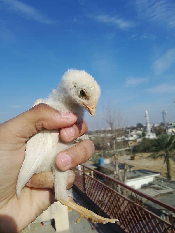 Heera Chicks For sale. Chicks In good blood line. . Three Chicks availabl 1