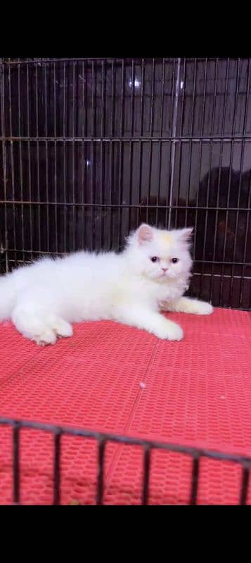 Persian cat for sale male or female my WhatsApp 0323=00=97=122 0