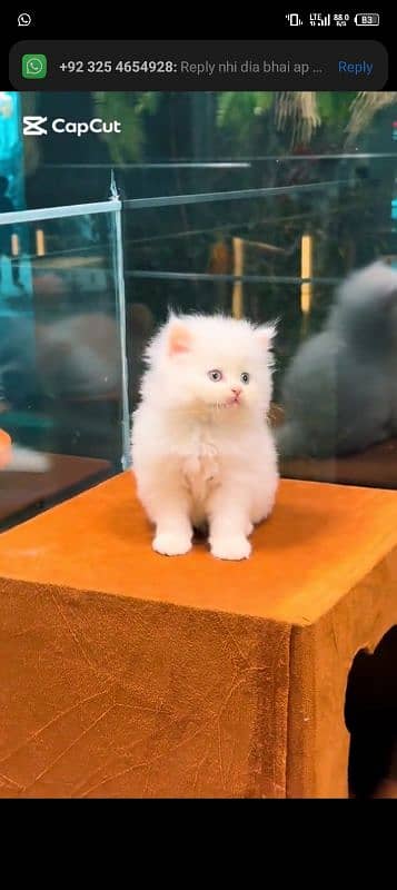 Persian cat for sale male or female my WhatsApp 0323=00=97=122 1