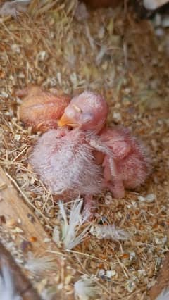 Love Bird Pair with chicks and box with DNA