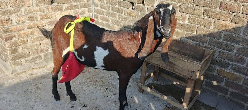 Beetal Goat LiveStock Beetal Nagri Amratsari Bakri 1 Male Baby Rwp 0