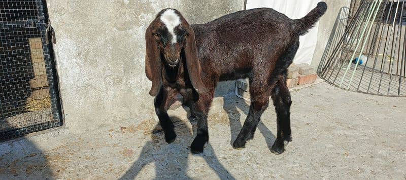 Beetal Goat LiveStock Beetal Nagri Amratsari Bakri 1 Male Baby Rwp 1