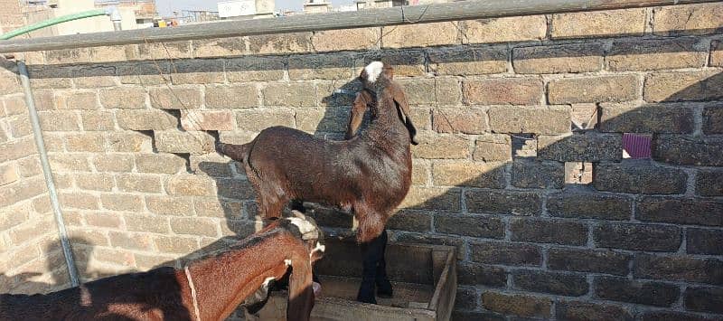 Beetal Goat LiveStock Beetal Nagri Amratsari Bakri 1 Male Baby Rwp 2