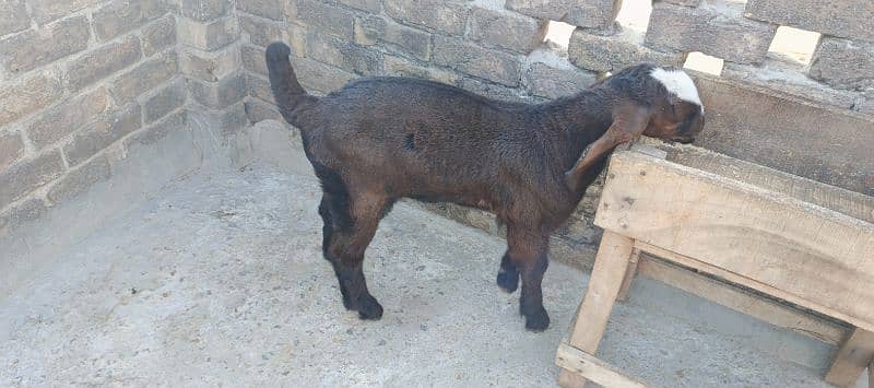 Beetal Goat LiveStock Beetal Nagri Amratsari Bakri 1 Male Baby Rwp 3