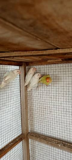 Albino Red Eyes Breeder pair