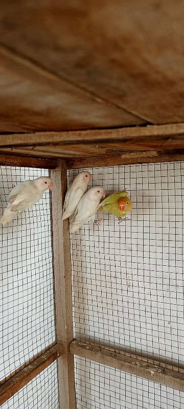 Albino Red Eyes Breeder pair 0