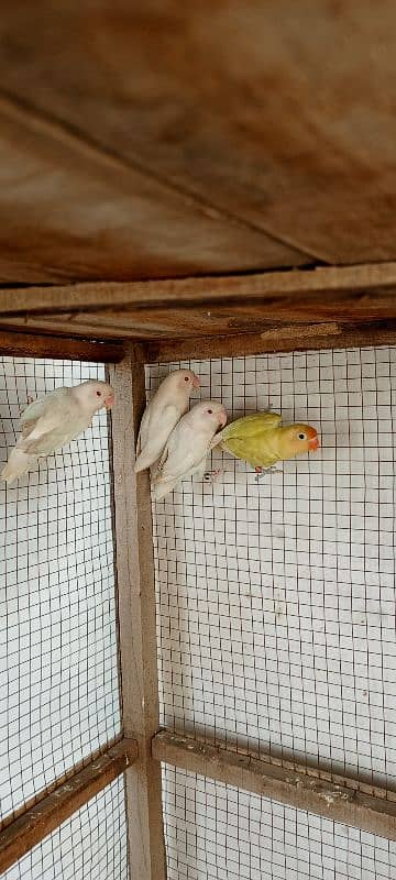 Albino Red Eyes Breeder pair 2