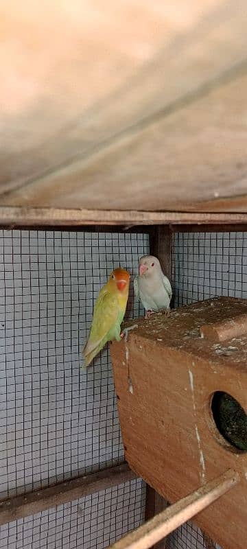 Albino Red Eyes Breeder pair 3