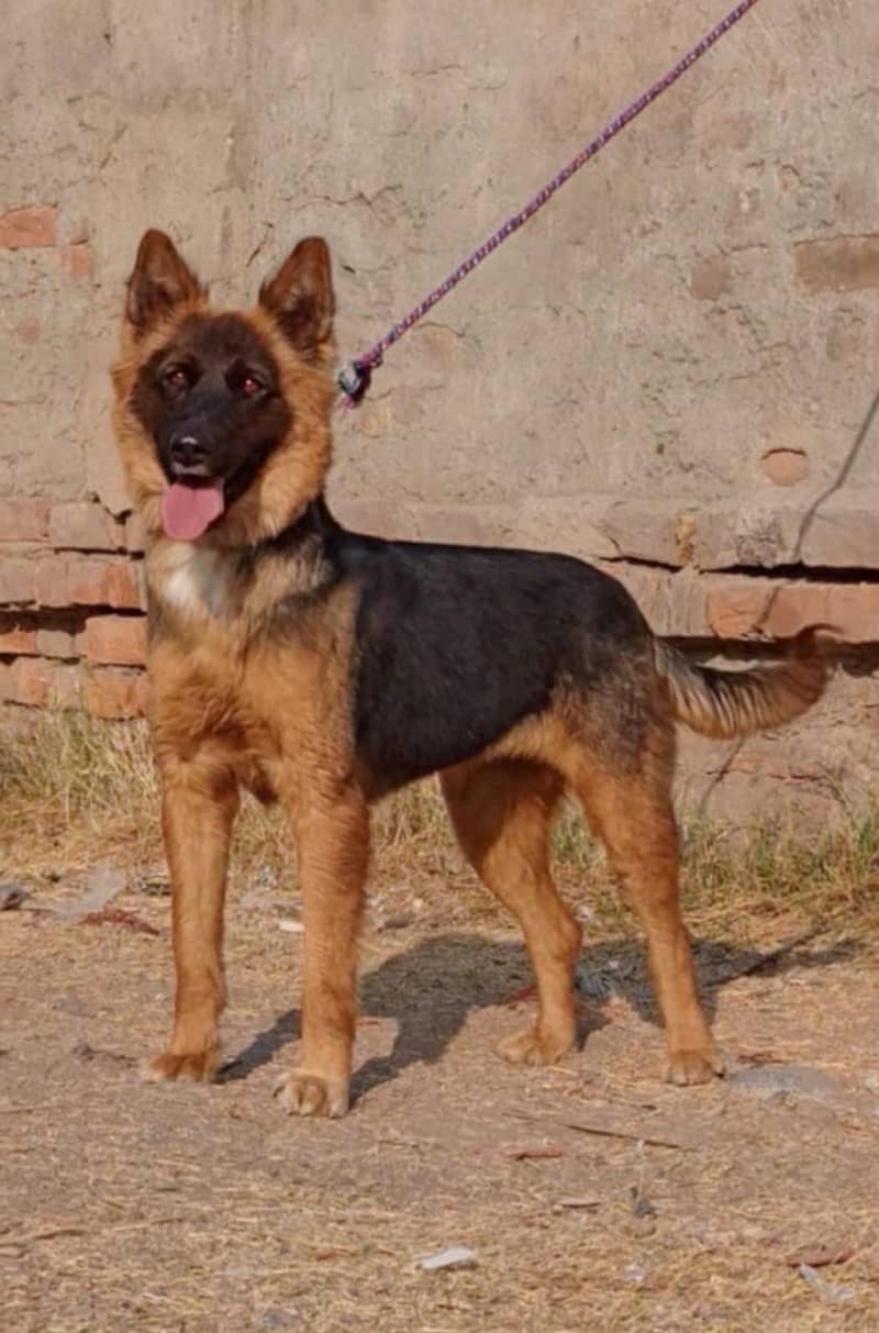 Belgium shepherd double coat female  full security dog for sale 0